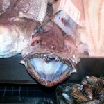 Cork Ireland English Market Fish close up