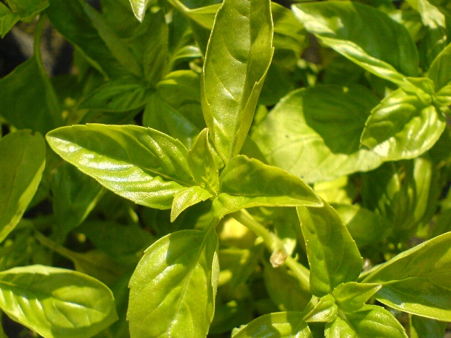 Top 10 Aphrodisiac Foods - Basil Top 10 Aphrodisiac Foods - Basil